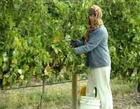 Osoyoos Region, Oliver Grape Picking, British Columbia CM11-05