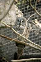 Barred Owl, Calgary Zoo, Alberta CM11-03