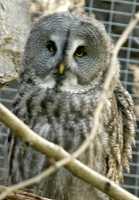 Barred Owl, Calgary Zoo, Alberta CM11-04