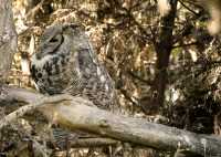 Great Horned Owl, Calgary Zoo, Alberta CM11-02