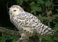 Juvenile Snowy White Owl, Calgary Zoo, Alberta CM11-07