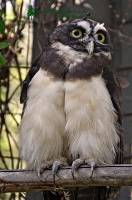 Highlight for Album: Owls of the Calgary Zoo, Alberta, IMAGES NOT FOR SALE