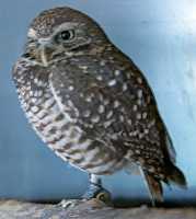 Spotted Owl, Calgary Zoo, Alberta CM11-06