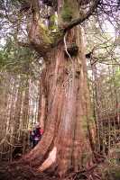 Pacific Rim National Park Reserve, Rainforest, June 2008, CM11-12