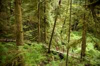 Pacific Rim National Park Reserve, Rainforest, June 2008, CM11-11