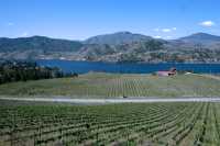 Vineyard, Penticton Region, British Columbia, Canada CM11-017 