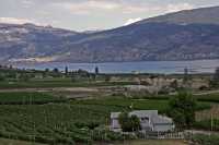 Vineyard, Penticton Region, British Columbia, Canada CM11-015 