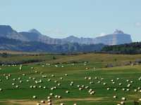 Pincher Creek, Farm, Alberta, Canada 06