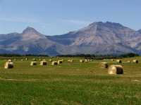 Twin Butte, Farm, Alberta, Canada 08