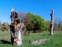 Point Pelee National Park 07 