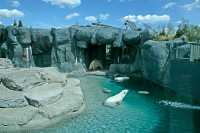 Polar Bears, Toronto Zoo, May 2010 CM11-001