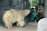 Polar Bears, Toronto Zoo, May 2010 CM11-002