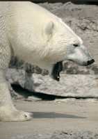 Polar Bears, Toronto Zoo, May 2010 CM11-003