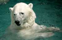 Polar Bears, Toronto Zoo, May 2010 CM11-004