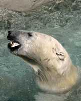 Polar Bears, Toronto Zoo, May 2010 CM11-007