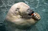 Polar Bears, Toronto Zoo, May 2010 CM11-008