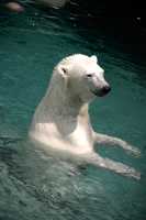 Polar Bears, Toronto Zoo, May 2010 CM11-009