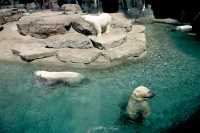 Polar Bears, Toronto Zoo, May 2010 CM11-010
