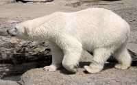 Polar Bears, Toronto Zoo, May 2010 CM11-012