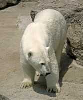 Polar Bears, Toronto Zoo, May 2010 CM11-013