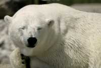 Polar Bears, Toronto Zoo, May 2010
 CM11-015