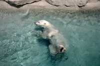 Polar Bears, Toronto Zoo, May 2010 CM11-016