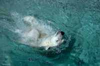 Polar Bears, Toronto Zoo, May 2010 CM11-017
