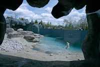 Polar Bears, Toronto Zoo, May 2010 CM11-018