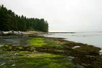 Port Renfrew Botanical Beach, Vancouver Island CM11-001