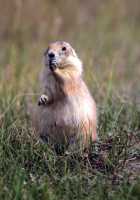 Black Tail Prairie Dog, Grasslands National Park, Saskatchewan, Canada CMX-001