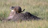 Black Tail Prairie Dog, Grasslands National Park, Saskatchewan, Canada CMX-003