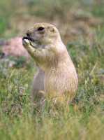 Black Tail Prairie Dog, Grasslands National Park, Saskatchewan, Canada CMX-004