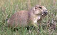 Black Tail Prairie Dog, Grasslands National Park, Saskatchewan, Canada CMX-005