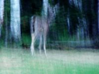 Ghost Elk, Prince Albert National Park, Saskatchewan, Canada 08