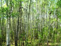 Boreal Forest, Prince Albert National Park, Saskatchewan, Canada   03