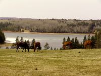 Cavendish Farm, Prince Edward Island, Canada 09