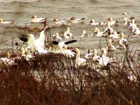 Snow Geese Migration, Quebec City area, Quebec, Canada 26