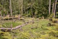 Queen Charlotte Islands Photos, Spirit Lake, Haida Gwaii, British Columbia, Canada CM11-08