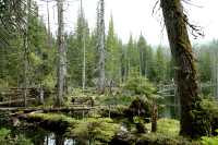 Queen Charlotte Islands Photos, Spirit Lake, Haida Gwaii, British Columbia, Canada CM11-06