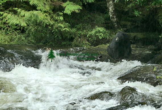 Black Bear Fishing, Haida Gwaii, British Columbia, Canada CM11-06