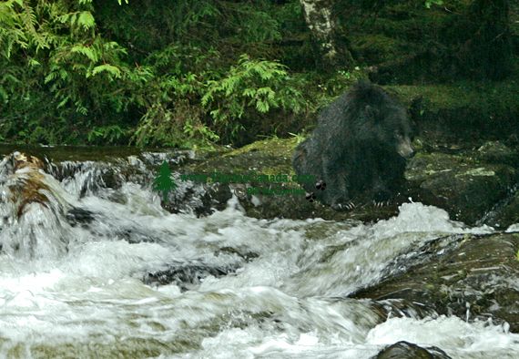 Black Bear Fishing, Haida Gwaii, British Columbia, Canada CM11-05