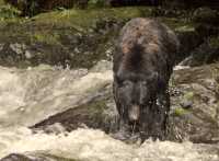 Black Bear Fishing, Haida Gwaii, British Columbia, Canada CM11-04