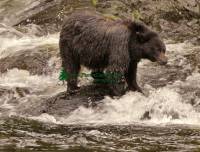 Highlight for Album: Black Bear Fishing Photo, Queen Charlotte Islands, Haida Gwaii Photos, British Columbia , Canadian Wildlife Stock Photos