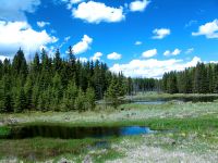Boreal Forest, Riding Mountain National Park, Manitoba, Canada 03