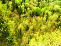 Boreal Forest, Riding Mountain National Park, Manitoba, Canada 02