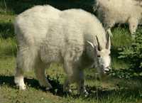 Rocky Mountain Goats, Jasper National Park 2009 CM11-002