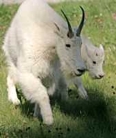 Rocky Mountain Goat and Kid, Jasper National Park 2009 CM11-003