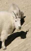 Rocky Mountain Goat and Kid, Jasper National Park 2009 CM11-004