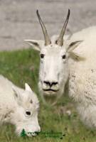 Highlight for Album: Rocky Mountain Goats Photos 2009, Jasper National Park, Canadian Wildlife Stock Photos