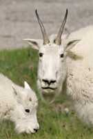 Rocky Mountain Goat and Kid, Jasper National Park 2009 CM11-005
